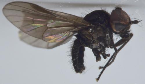 Ptiolina obscura
